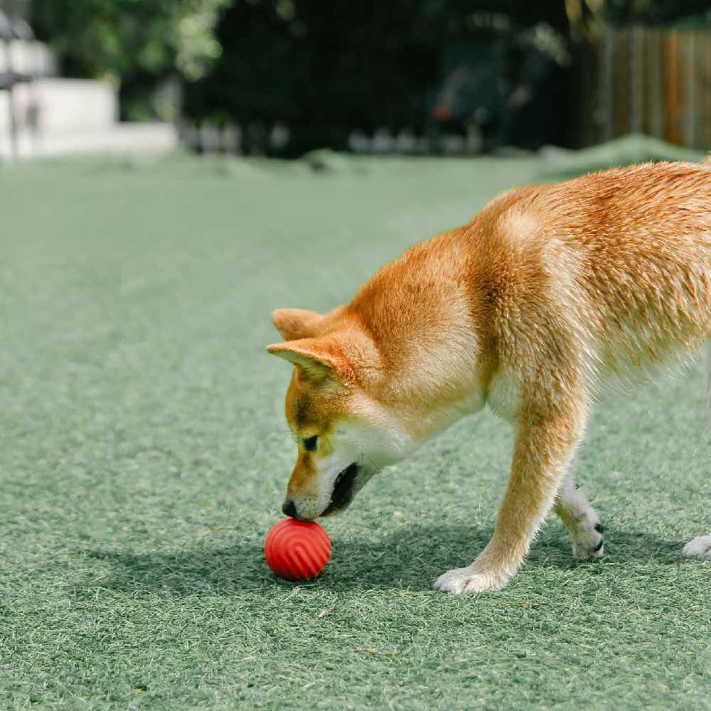 Pidan Wave Ball Dog Toy (Yellow)